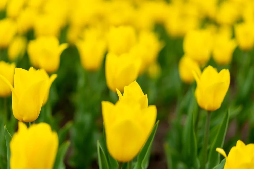 Gule blomster